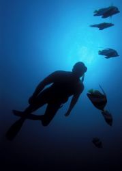 Free diver & schooling bannerfish shot @ 12m Sodwana Bay ... by Andrew Woodburn 